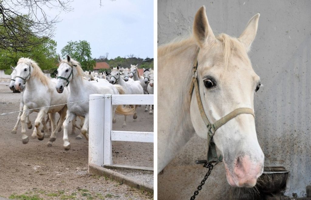 Lipica Stud Farm i Slovenia