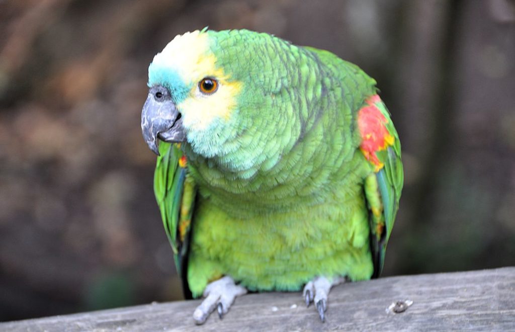 Birds of Eden
