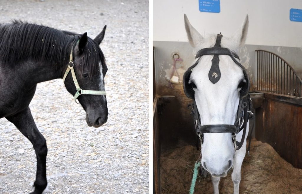 Lipica Stud Farm