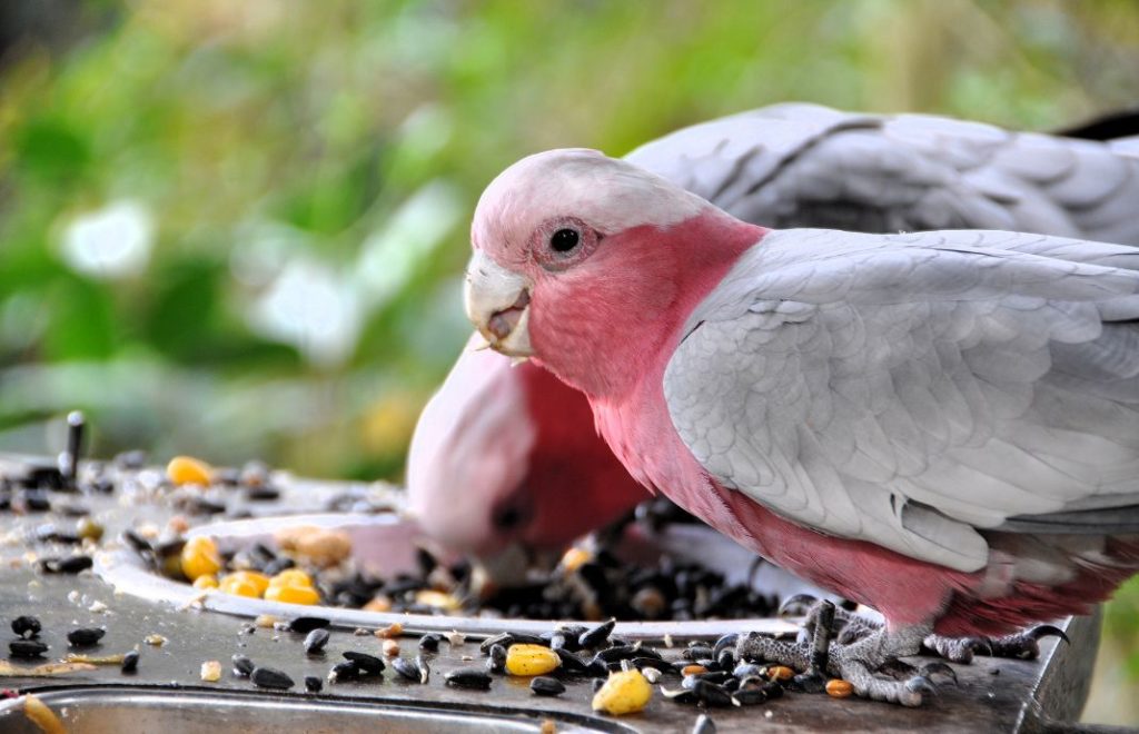 Birds of Eden