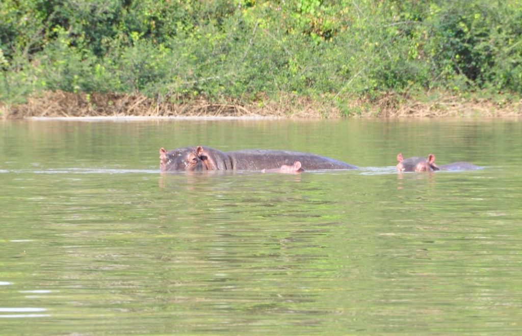 Flodhester i Gambia River