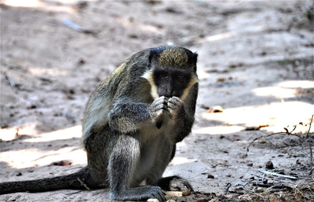 Apekatter i Gambia