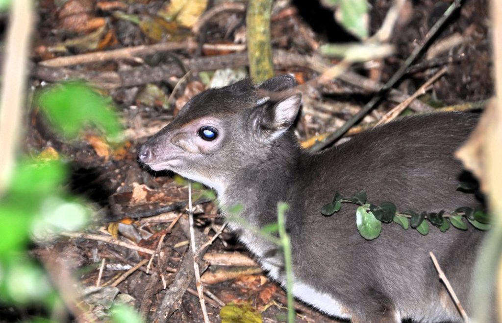 Blue duiker i Birds of Eden