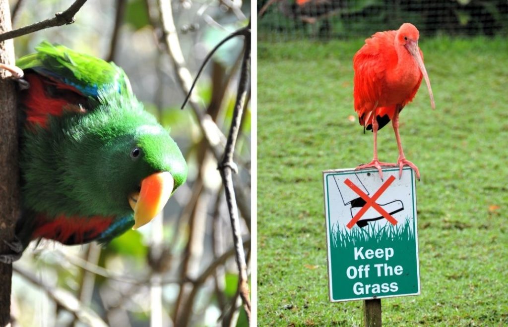 Birds of Eden