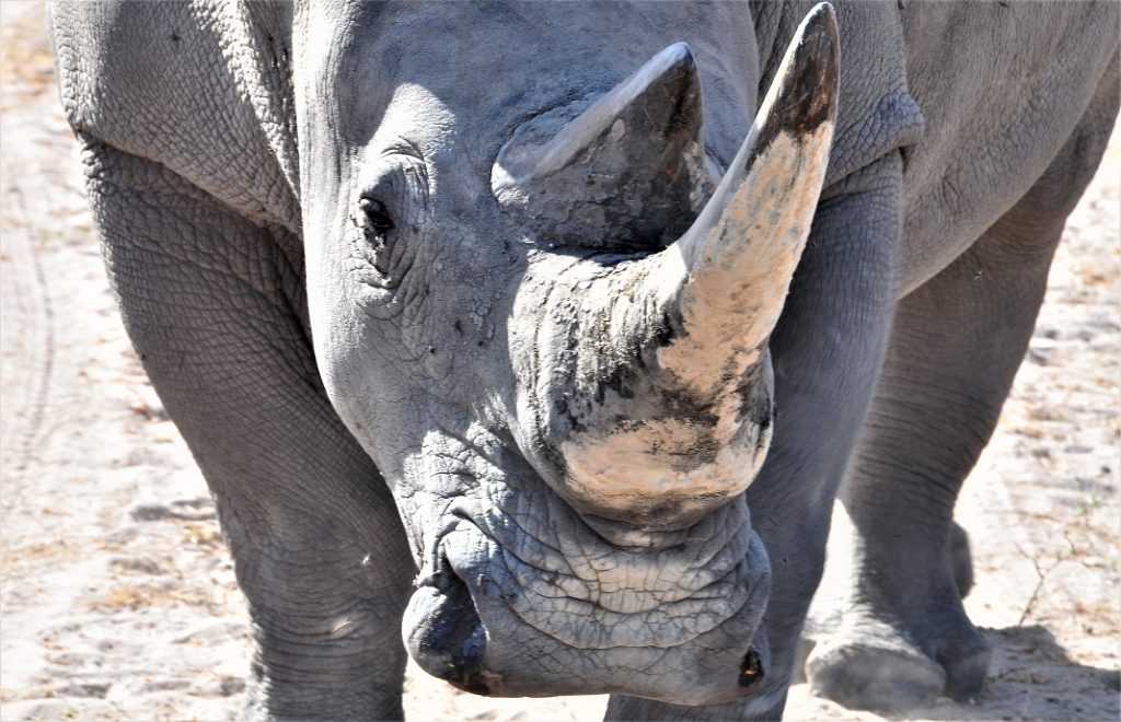 Neshorn i Fathala Wildlife Reserve