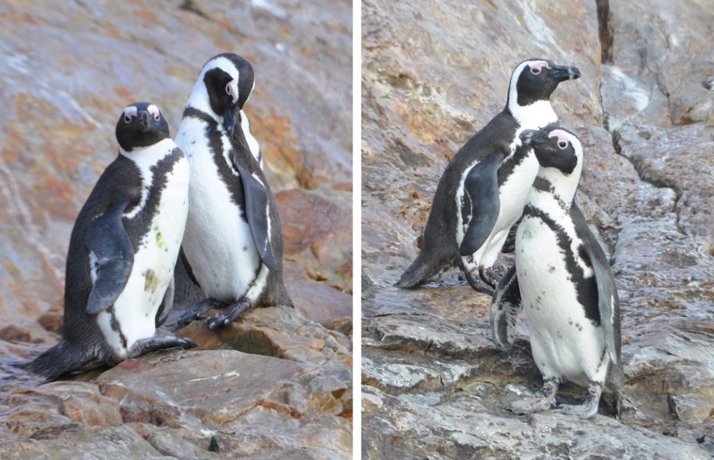 Pingviner på St. Croix Island, Sør-Afrika