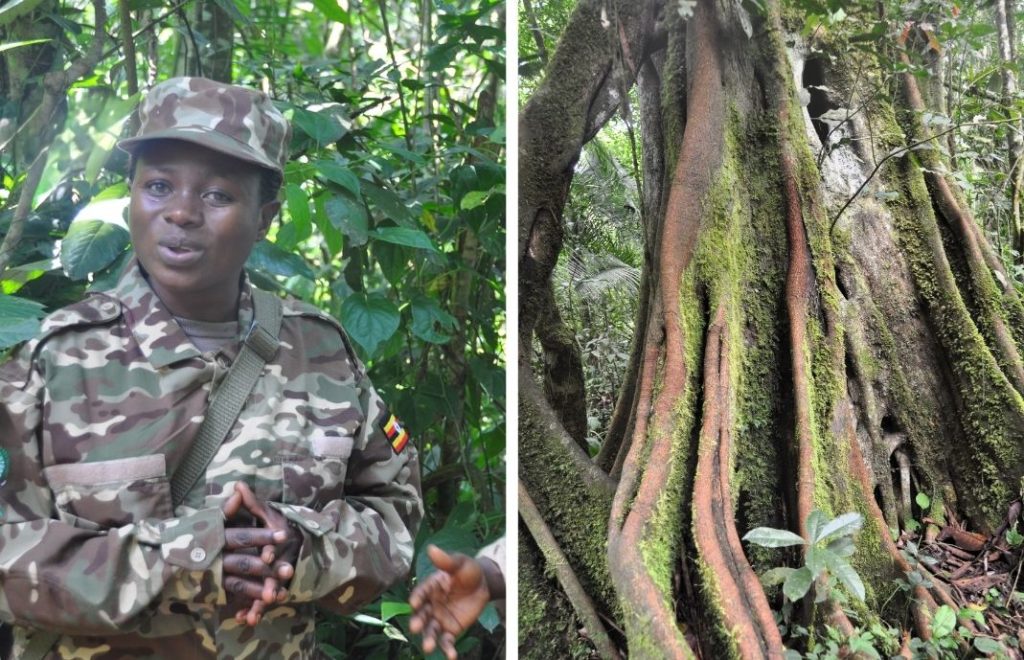 Kibale nasjonalpark i Uganda