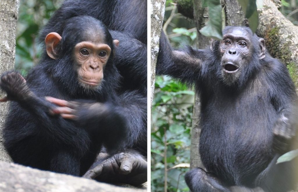 Kibale nasjonalpark i Uganda