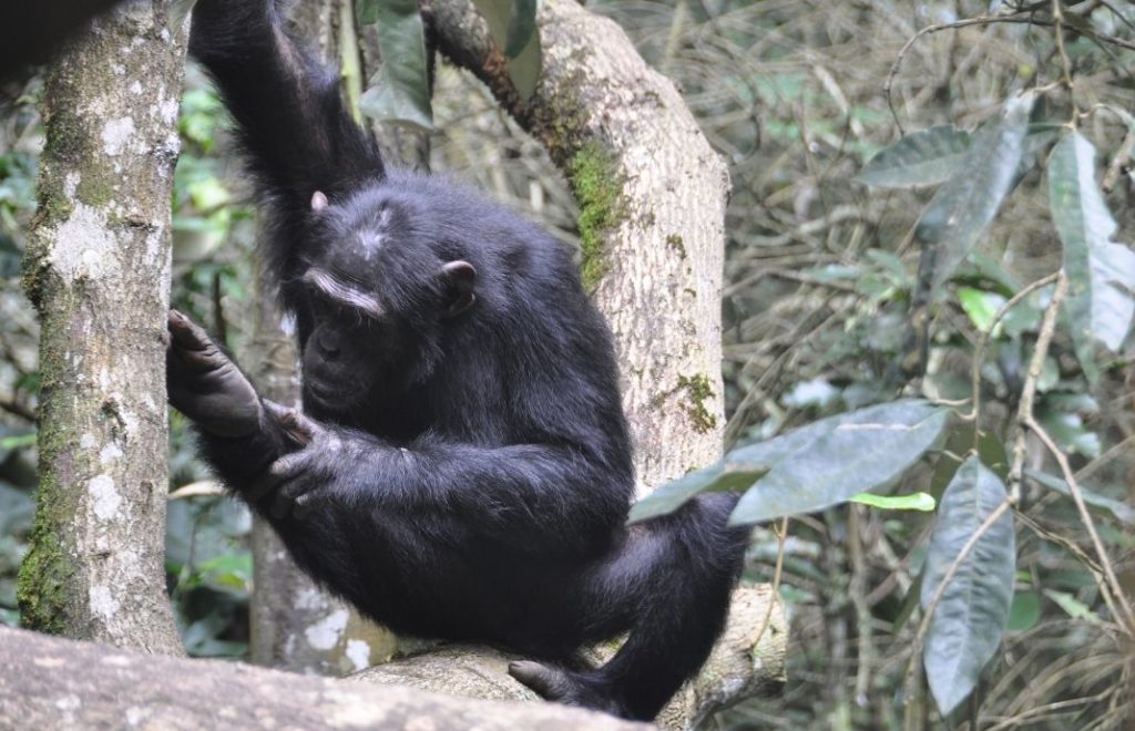 Sjimpanse i Kibale  nasjonalpark i Uganda