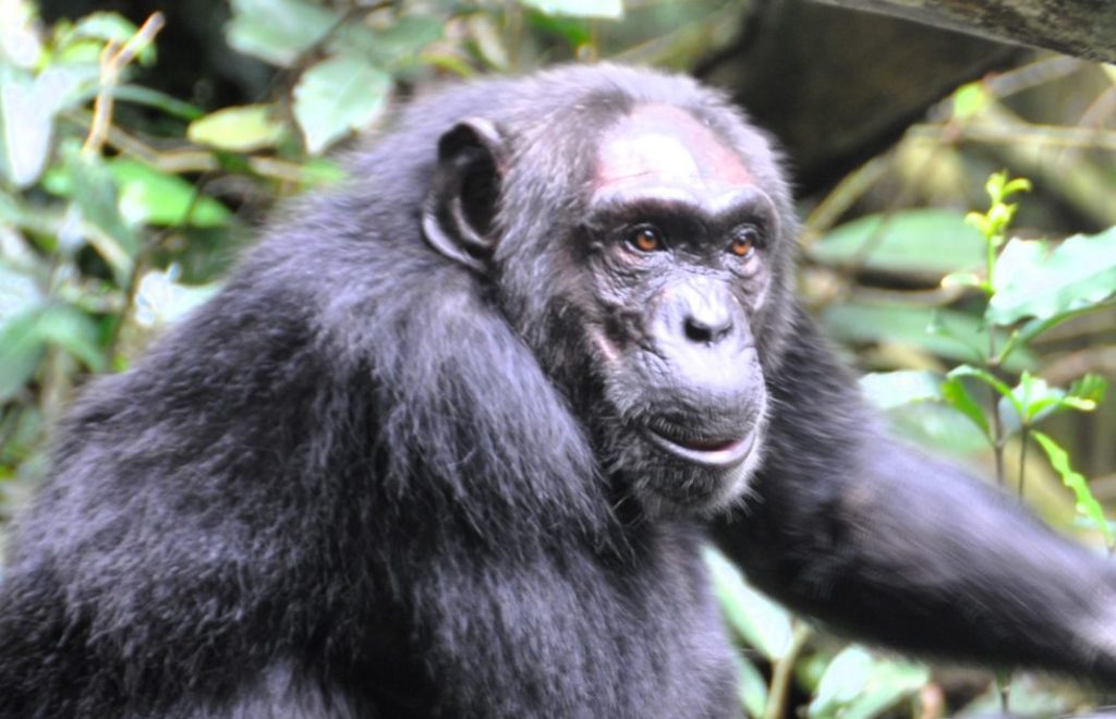 Sjimpansetrekking i Kibale nasjonalpark