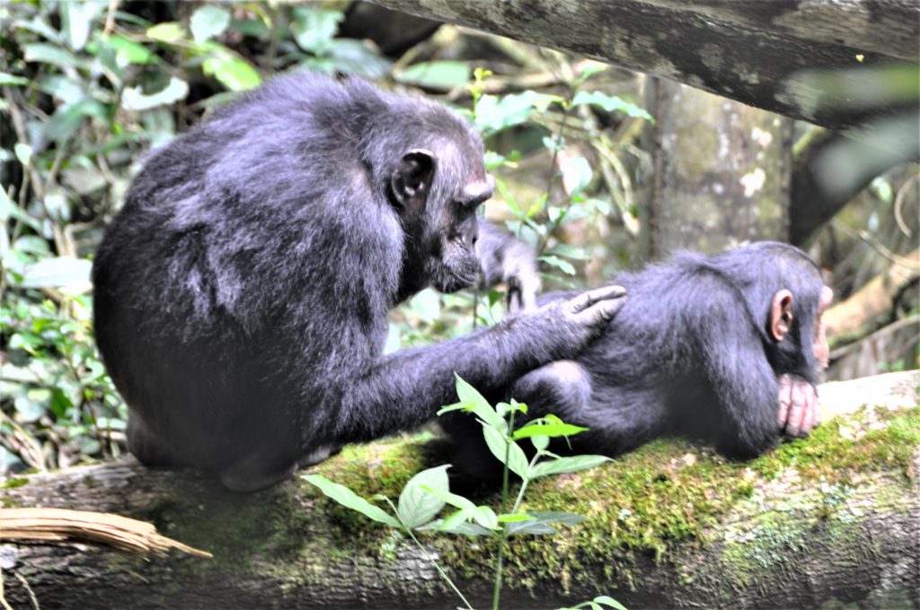Sjimpanser i Kibale nasjonalpark
