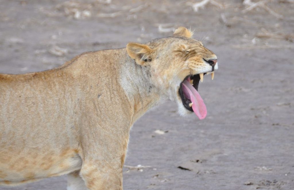 Trøtt løve i Tsavo East nasjonalpark, Kenya