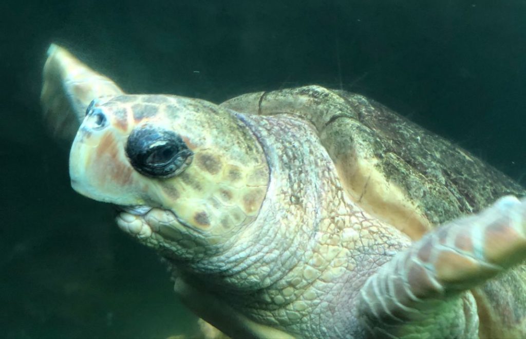 Turtle Island, Borneo