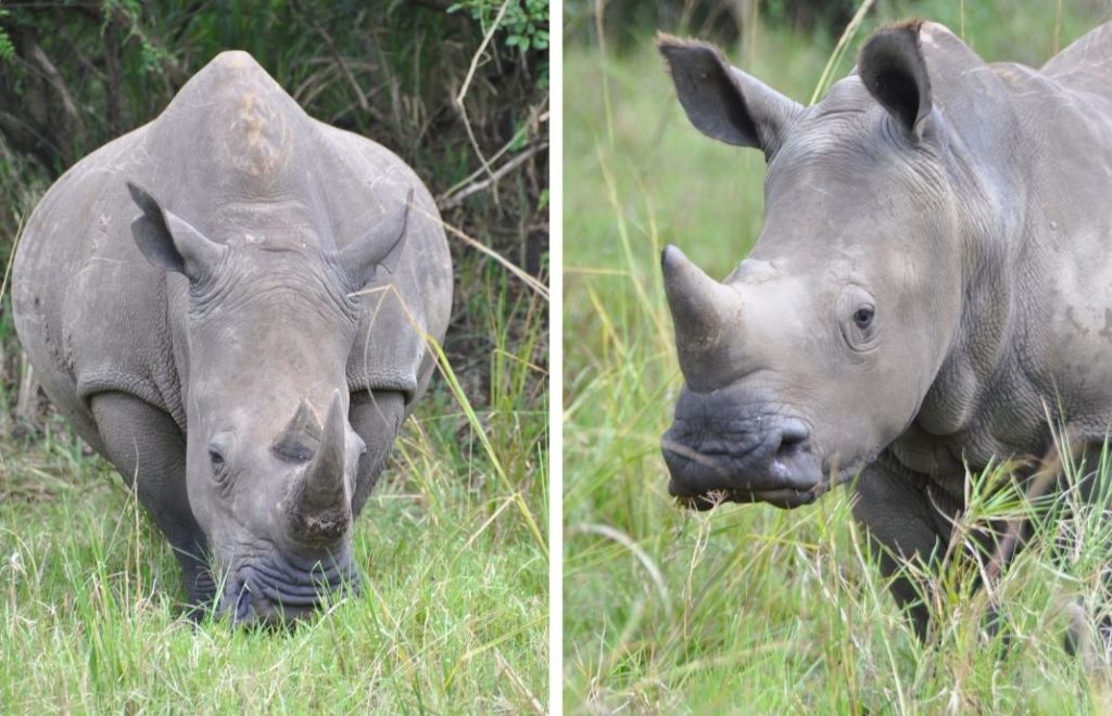 Neshorn i Uganda