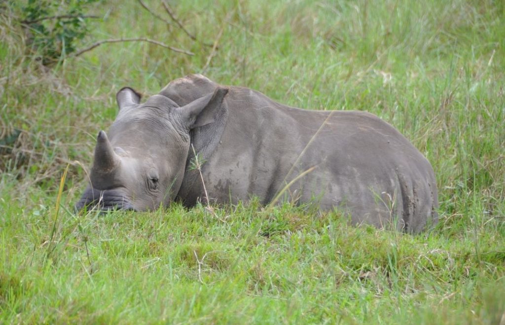 Et ungt neshorn sover i Uganda