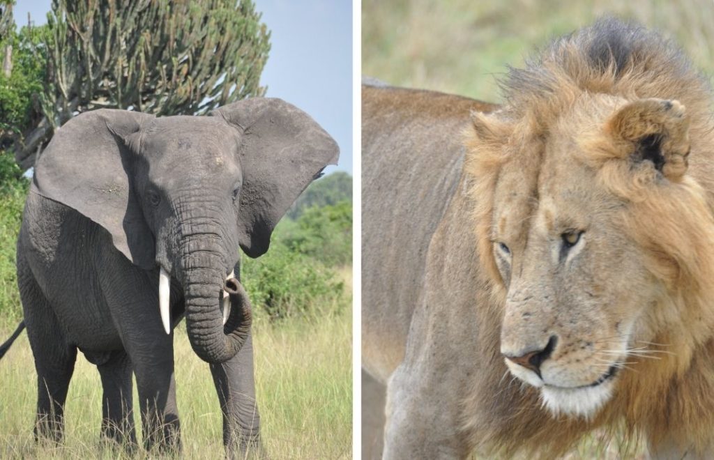 Elefant og løve i Afrika
