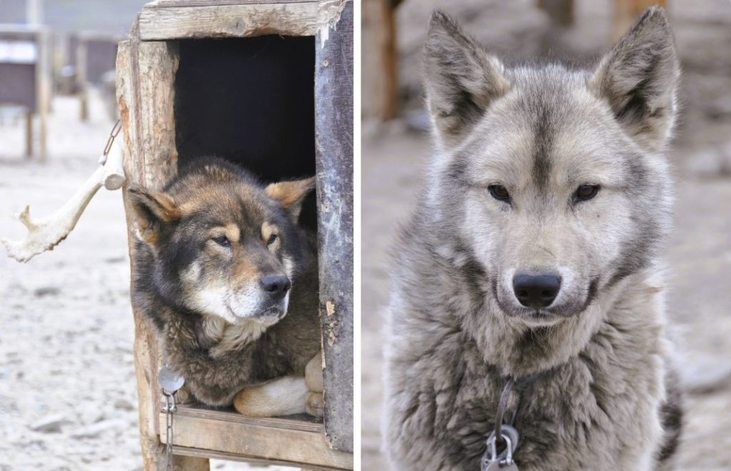 Green Dog Svalbard
