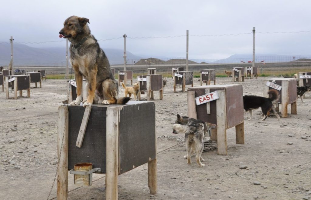 Sherlock i innhengingen hos Green Dog Svalbard