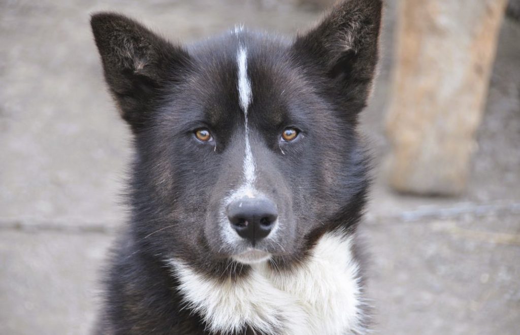 Green Dog Svalbard