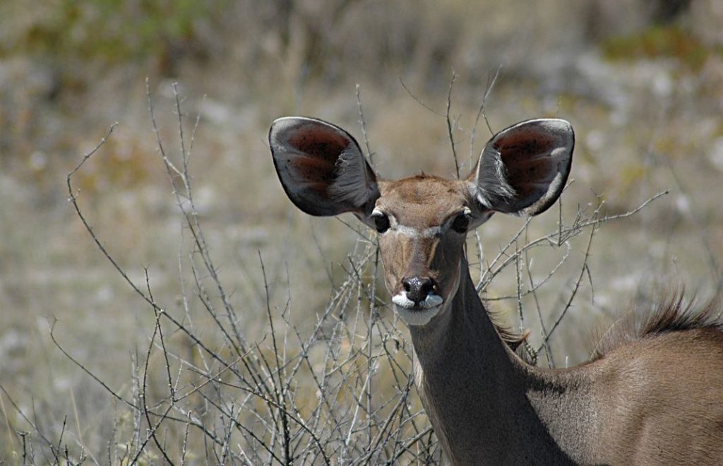 Kudu i Etosha nasjonalpark