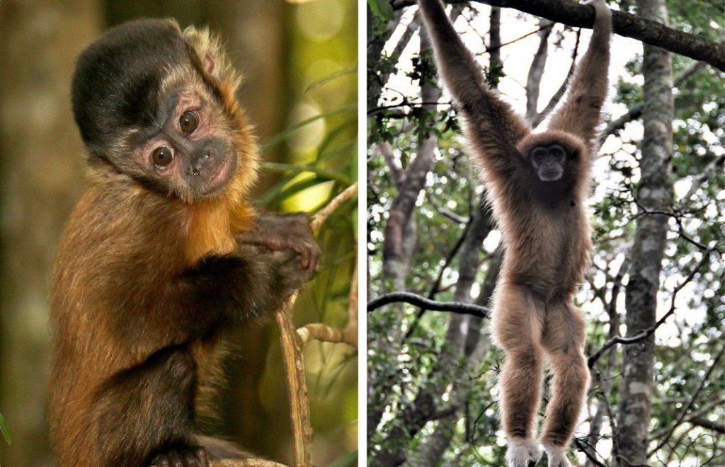 Aper som nyter livet i Monkeyland