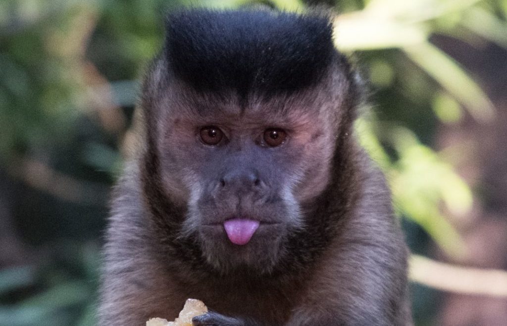 Apestreker i Monkeyland