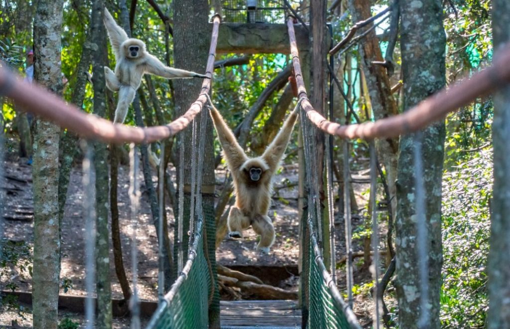 Gibbons leker seg i Monkeyland