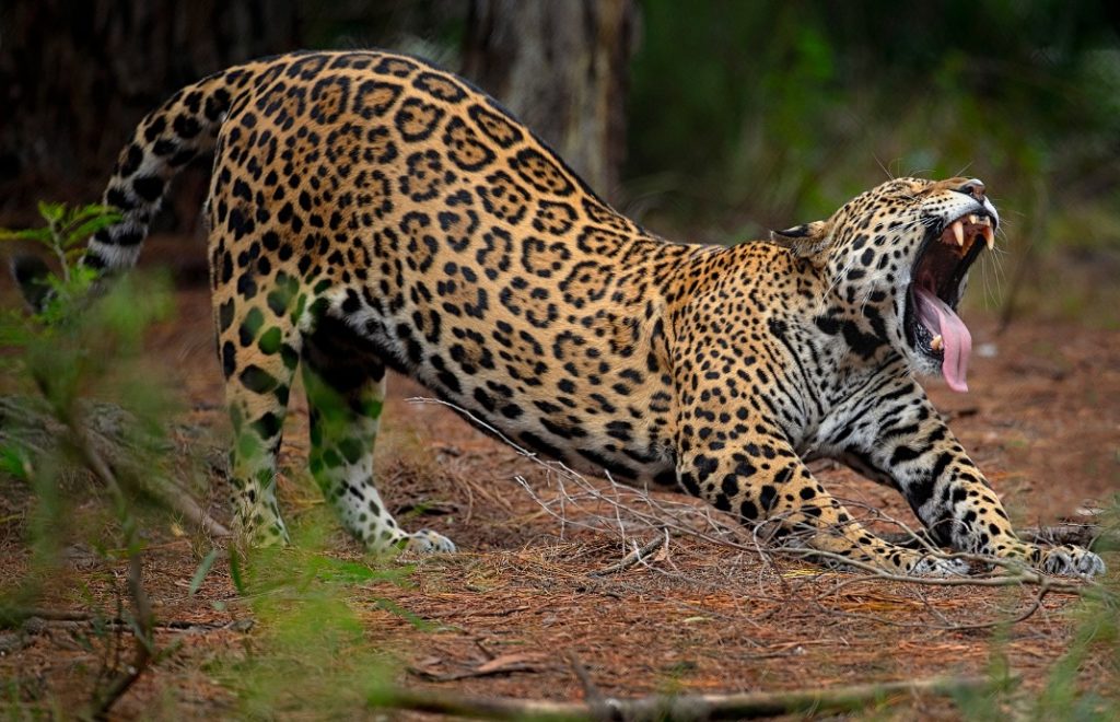 Morgentrøtt leopard i Jukani Wildlife Center