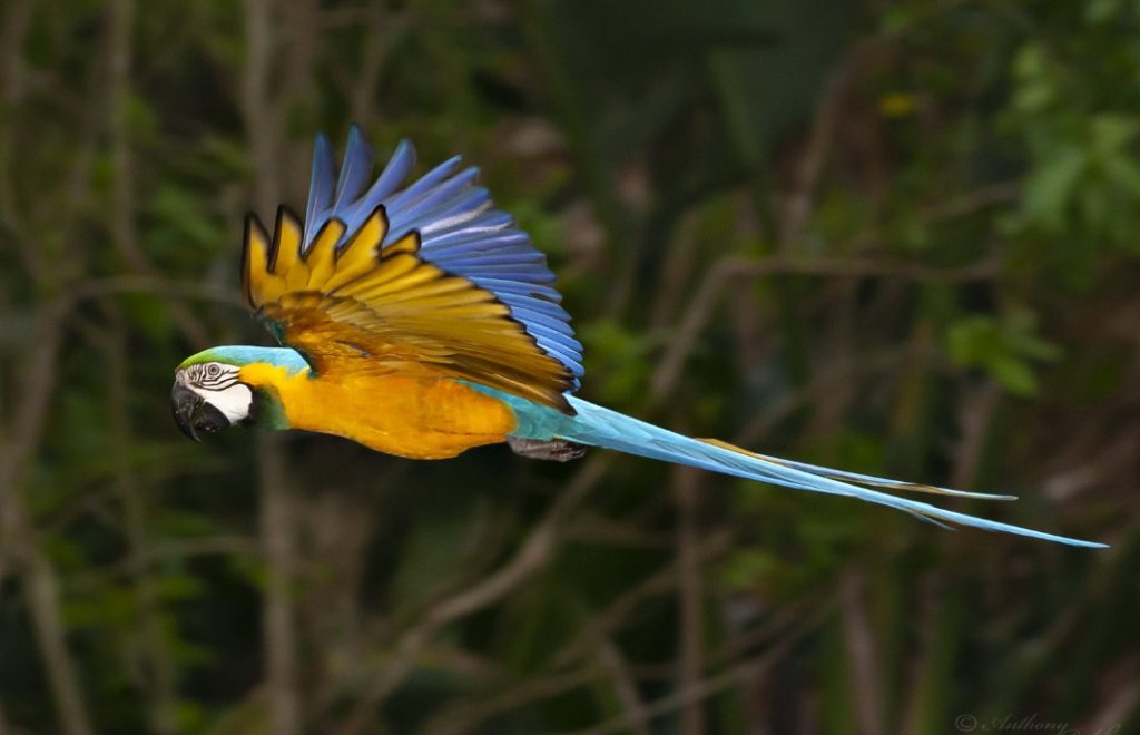 En papegøye lufter vingene i Birds of Eden.