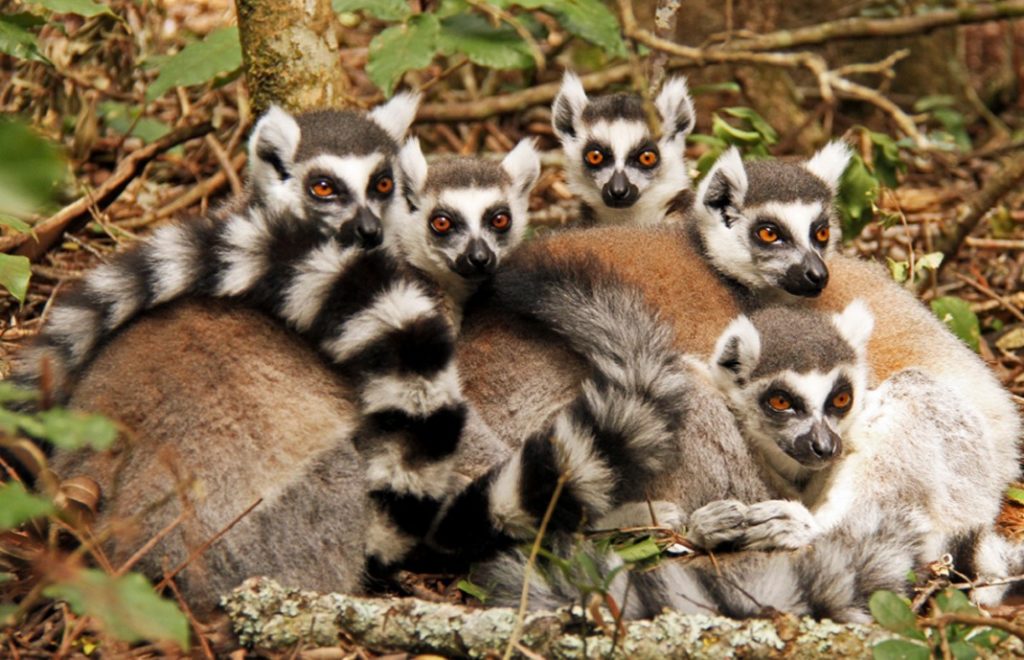 Lemurene koser seg i Monkeyland.