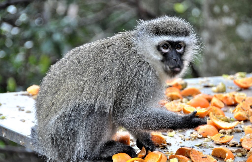 Lunsjtid i Monkeyland.