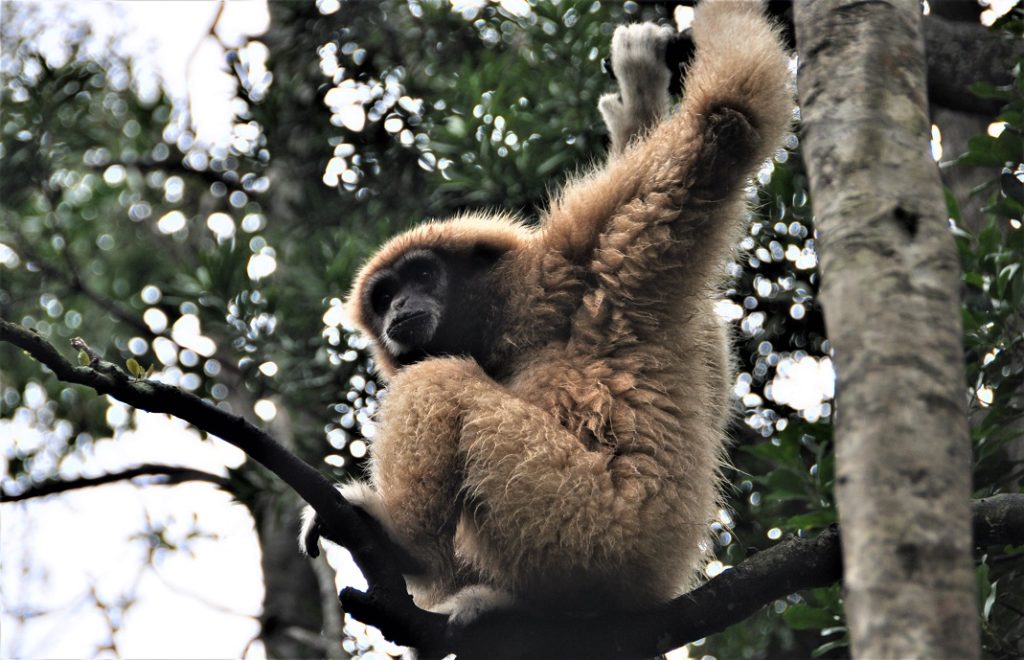 Apene koser seg i Monkeyland