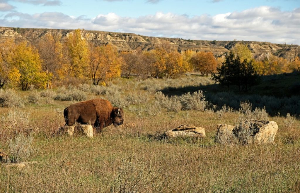 I Theodore Roosevelt nasjonalpark kan du se bison som gresser.