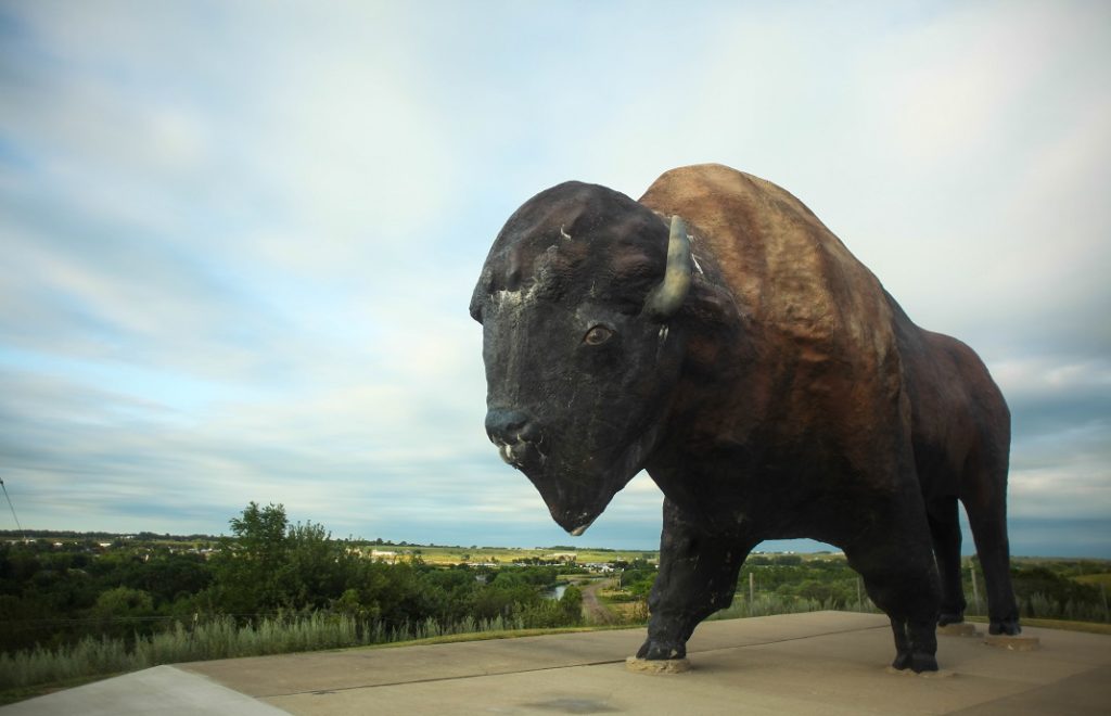 Dakota Thunder, verdens største bøffel.