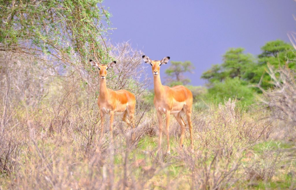 Gerenuk i morgenlyset i Samburu nasjonalpark.