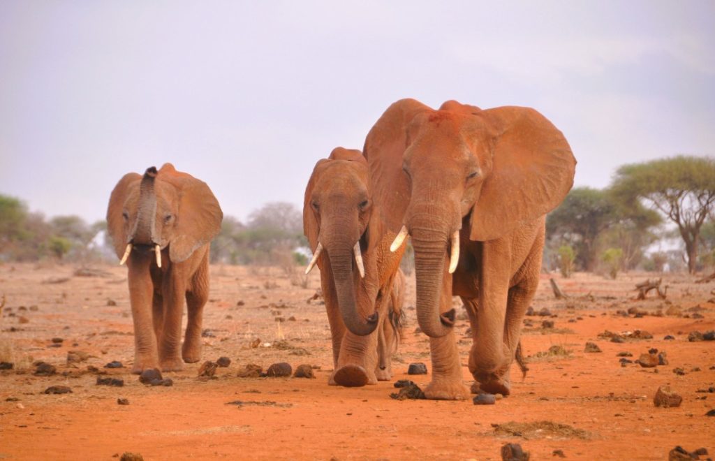 Elefanter på vandring i vakre Tsavo East nasjonalpark, Kenya