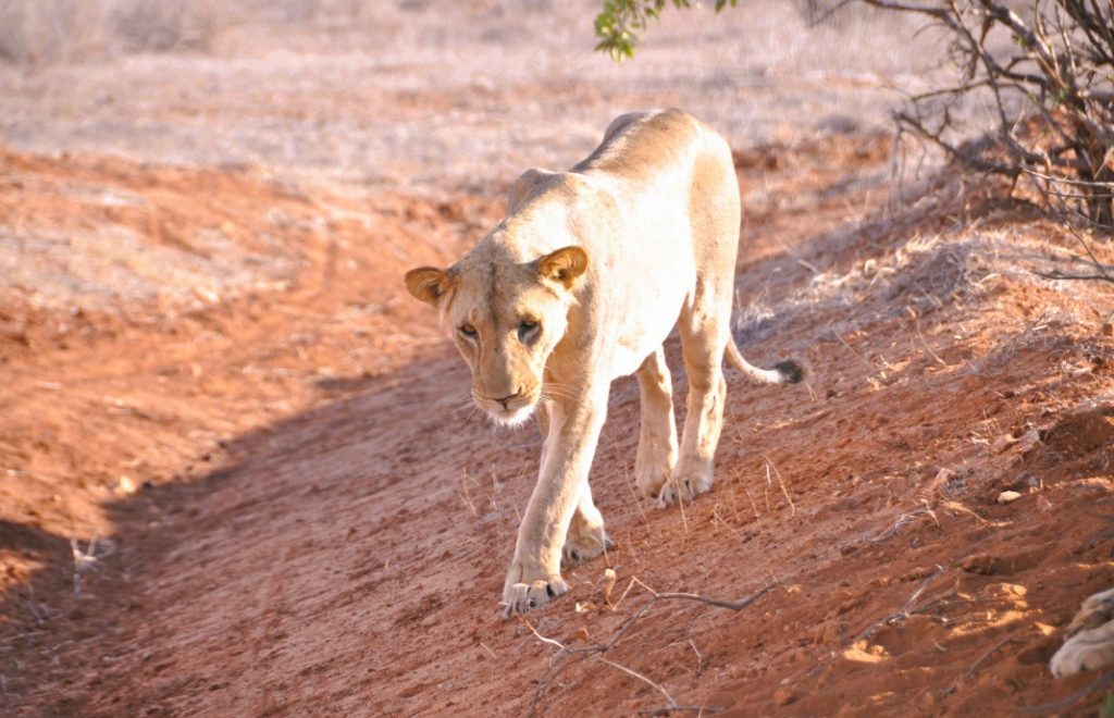 Tsavo West er ett av de mest spektakulære stedene å dra på safari i Afrika! 