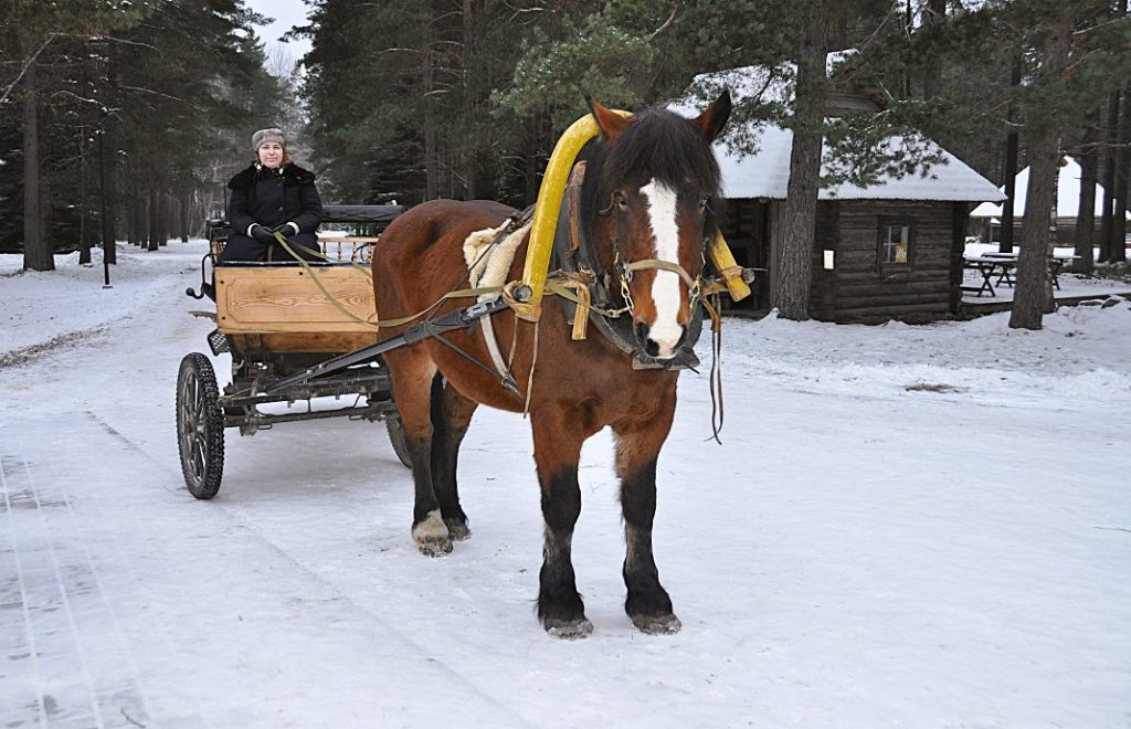 Tur med hest og vogn/slede på Estonian Open Air Museum