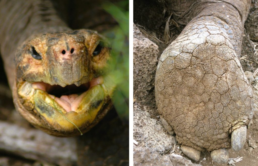 Tett på skilpaddene på Galapagos. 