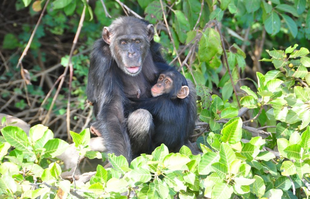 Sjimpansemamma viste stolt frem minstemann på båtturen på River Gambia. 