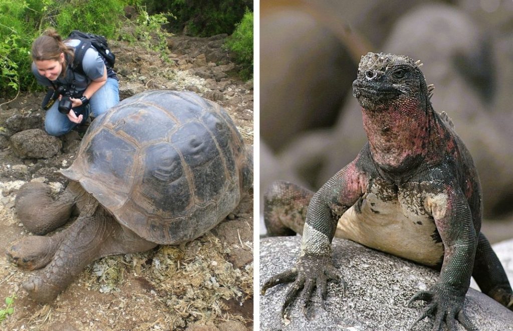 Tett på selene og iguanaene på Galapagos