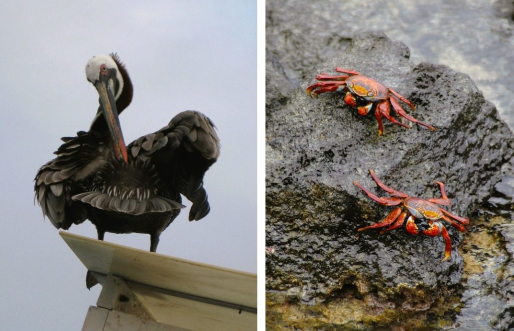 Det er ikke vanskelig å la seg imponere av dyrelivet på Galapagosøyene. 