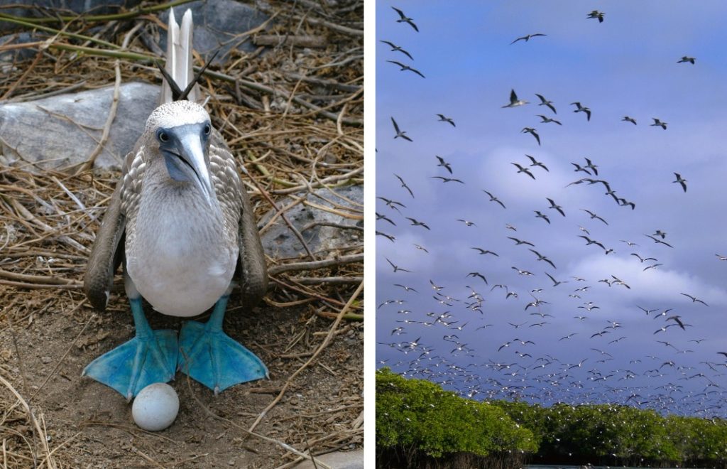 Båtfotsule som viser frem egget sitt og fugler i luften på Galapagos. 