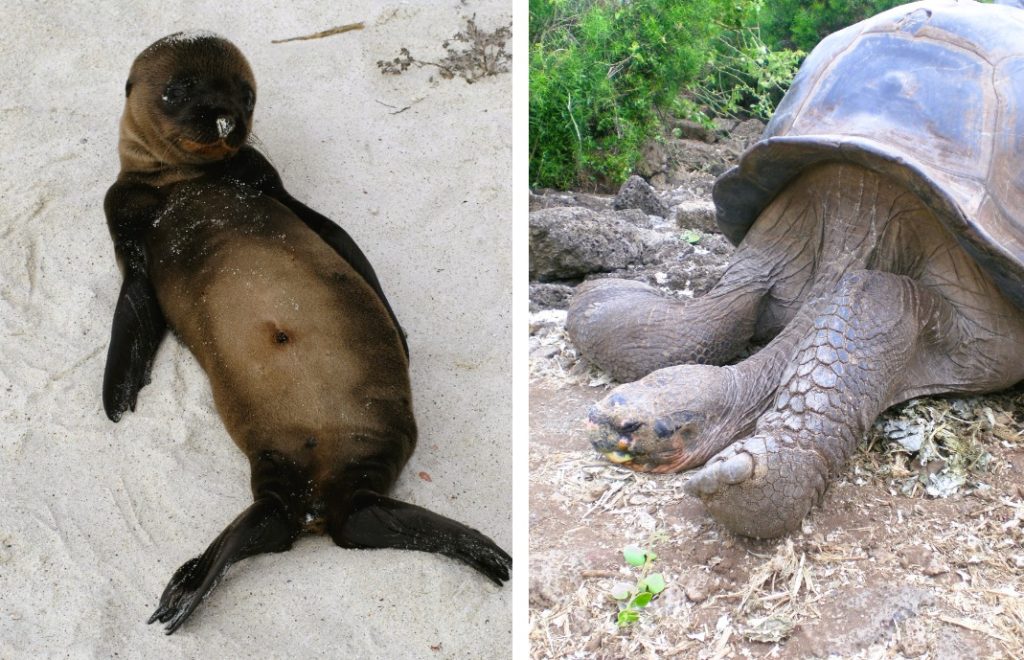 En selunge og en skilpadde på Galapagosøyene. 