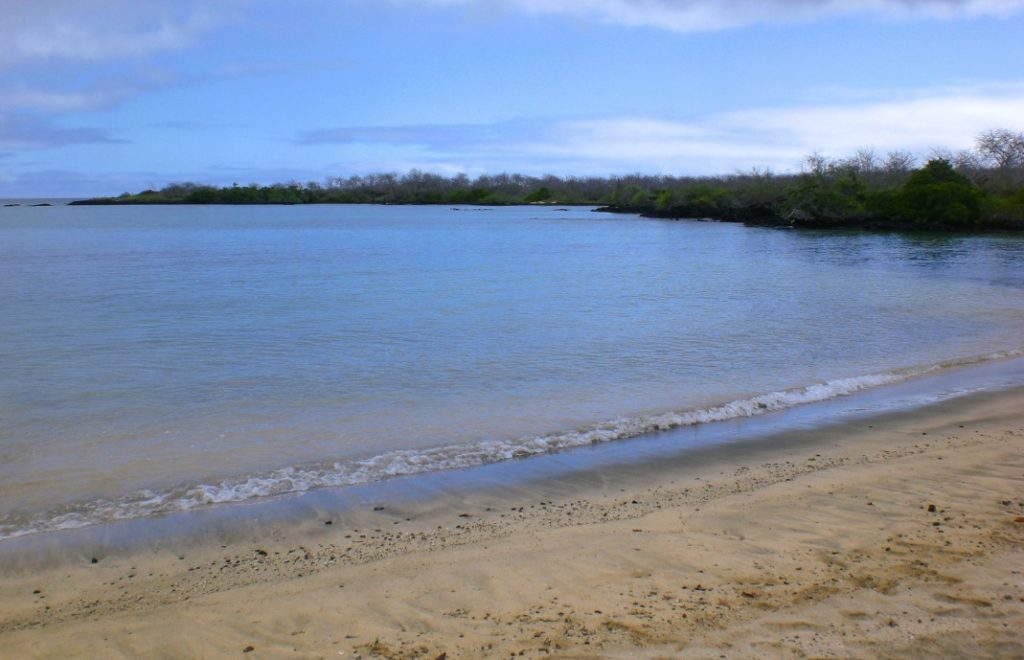 På Galapagos kan du svømme i et beskyttet havreservat. 