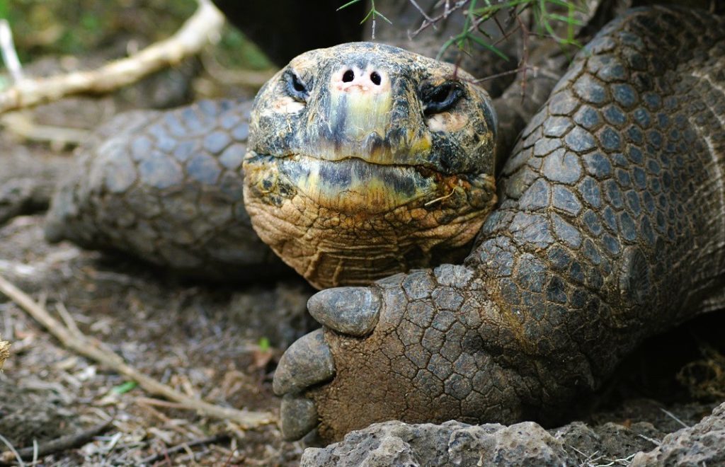 Skilpadder er et helt vanlig syn på Galapagosøyene. 