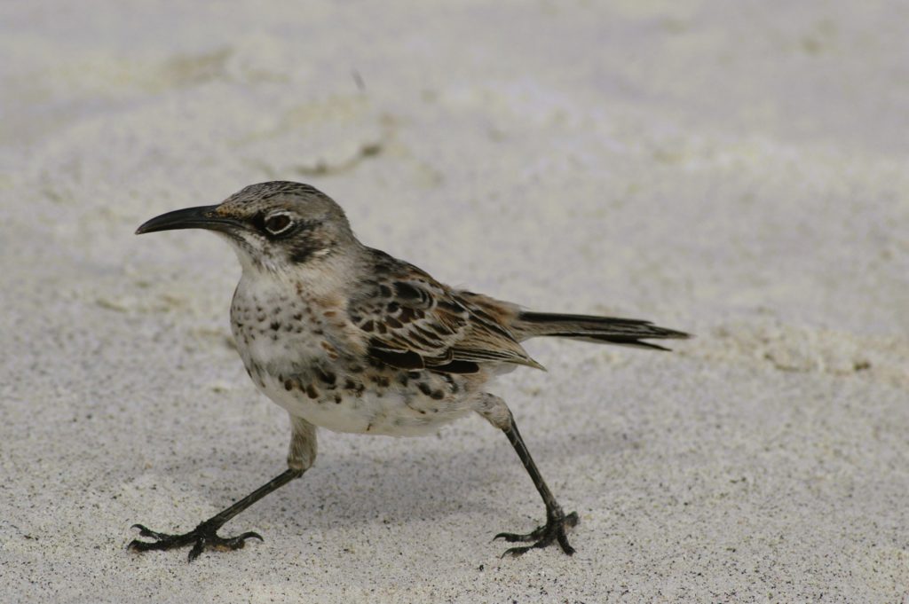 En Darwinfink på Galapagos. 