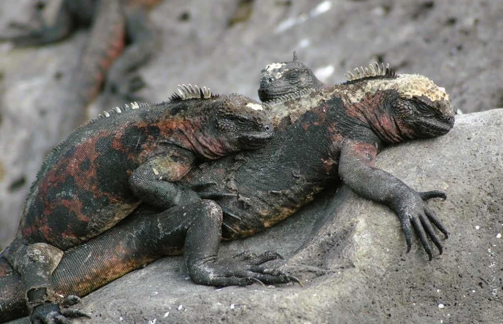 Iguanaene koser seg på Galapagosøyene. 