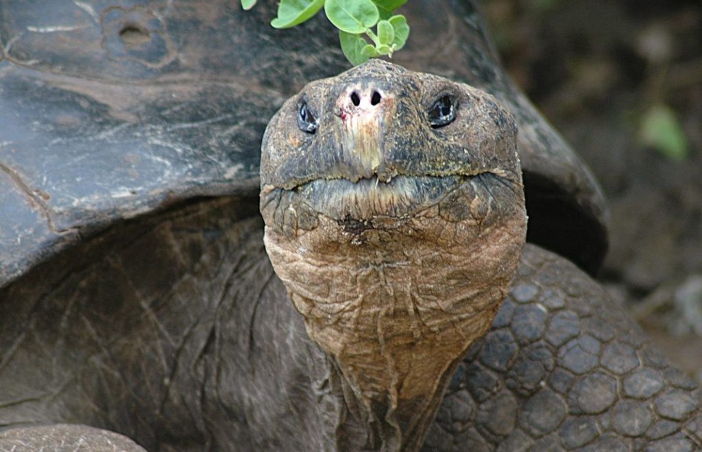 Landskilpadde på Galapagosøyene