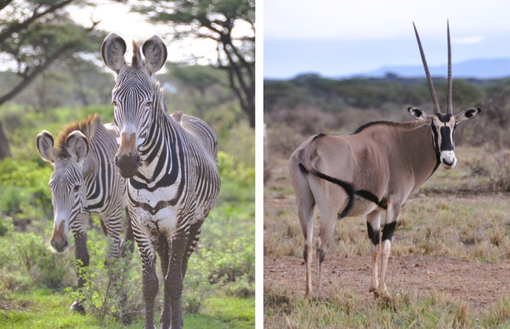Grevy's sebra og beisa oryx er to av Samburus spesielle fem dyr